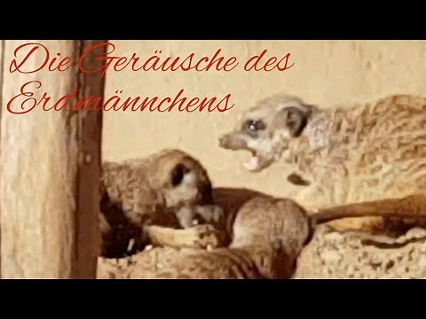 Die Geräusche des Erdmännchens #LoveNature #Tiergeräusche #Suricatasuricatta