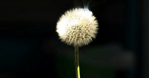 Setting Fire Dandelion Sunlight Through Lens Stock Footage Video (100% Royalty-free) 1105018619 | Shutterstock