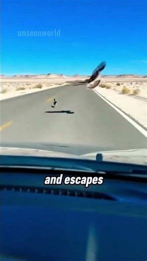 The Roadrunner – The Fastest and Smartest Snake-Hunting Bird 🐦⚡ #amazingfacts #adventurescientists