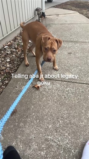 Exploring Legacy Goku: Aba Jr's Journey