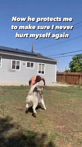 He so PROTECC #dog #funnydogs #puppies #malamute #dogs #malamutes #goldenretriever | Hugo The Malamute