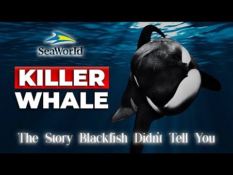 KILLER WHALE: The Story Blackfish Didn’t Tell You