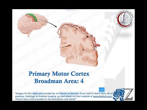 Brain Anatomy (9): Cortical Mapping (2): Motor Cortex