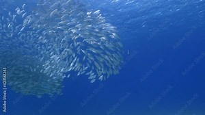 Hunting Blue Runner in bait ball, school of fish in turquoise water of coral reef in Caribbean Sea, Curacao