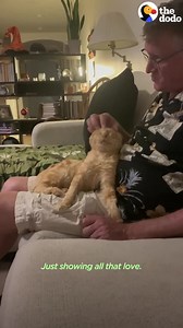 140K views · 10K reactions | Scruffy Shelter Cat Turns Into A Little Lion | The JAM Consultancy Inc. | Facebook