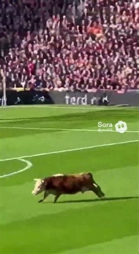 Cow Crashes Football Match 🐄 Players Freak Out! | Funny Stadium Chaos