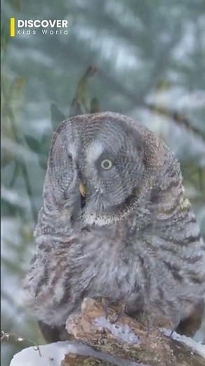 Owls in the Wild 🦉🌙 | Silent Hunters of the Night | Discover Kids World