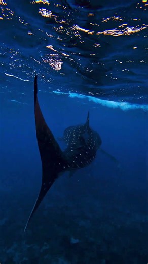 “Want to See Whale Sharks in Maldives? Here’s the Spot!” #whitepearlmaldives #liveaboarddiving