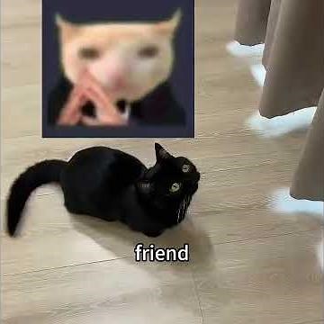 This kitten is a money-finding pro #pets #cute #funny #shorts