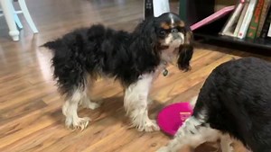 746K views · 10K reactions | Just wait till the end…￼ | Panda Paws Rescue | Facebook