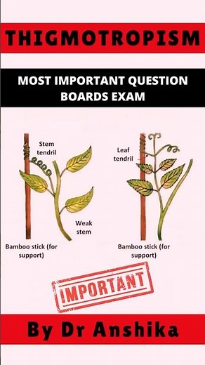 Thigmotropism Explained: The Science Behind Touch-Induced Plant Movements 🌱