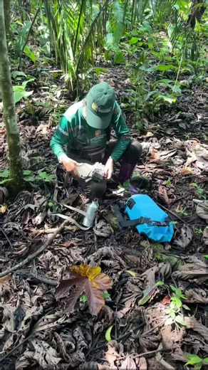 Parte 2 de instalando cámaras trampa para detectar la presencia del jaguar #WWF #jaguar #contenido #camarastrampa #protejamoslavidasilvestre