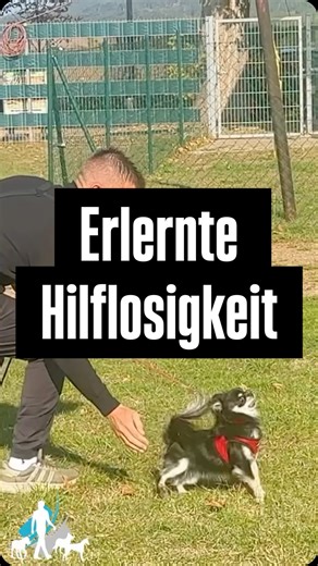 Steve Kaye on Instagram: "Nicht Tierschutzkonform, Angsteinflößend, Schmerzreize, ERLERNTE HILFLOSIGKEIT 😨😱 Wörter, die ich immer wieder zu hören bekomme, was ist dran an den Vorwürfen? Ich kläre euch ein für allemal auf! #hunde #hund #dogs #dogsofinstagram #hundetraining #hundetrainerstevekaye"