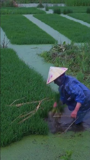 High-Yield Rice Farming Techniques" #satisfying #smartfarming #smartagriculture #rice