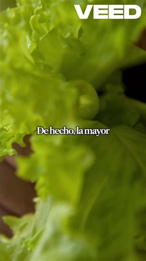 Did you know lettuce is mostly water? That's why it's such a light and refreshing vegetable.