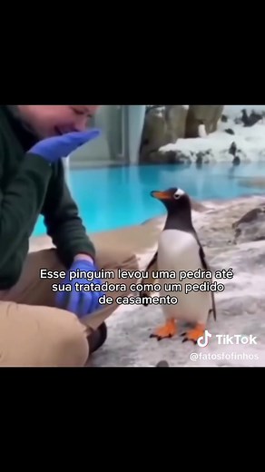 Pinguins Sendo Fofos e Adoráveis