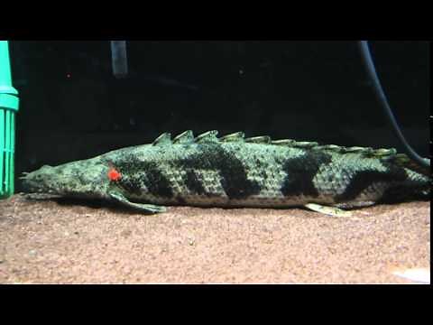 古代魚 ポリプテルス エンドリケリー・エンドリケリー 森の中の水族館。にて 00074