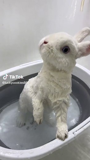 Little rabbit takes a shower 🛁🐰 #fyp #pet #pets #lovel #rabbit #rabbitblink🐰