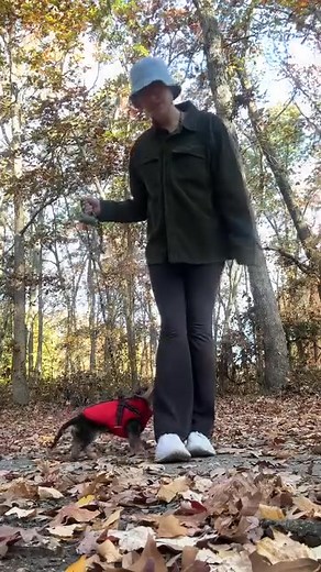 Keep your Furry 🐕 friend warm with this Waterproof Winter Dog Jacket❤️ ✓ Built in Harness ✓ WaterProof ✓ WindProof ✓ Warm and Cozy Get yours NOW with HUGE DISCOUNT today! 👉 | The Pet Zoo