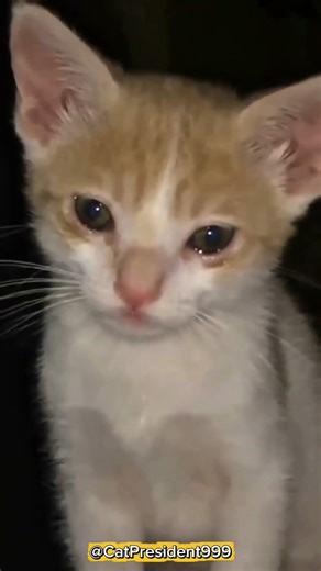 crying cat #cat #catvideos #catlovers #emotionalmoment #heartbreaking #animals