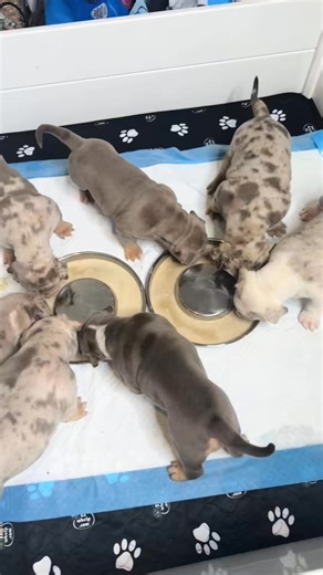 transitioning the puppies to eating real food step 1 puppy mush... #p... | All4wealthmike | Facebook