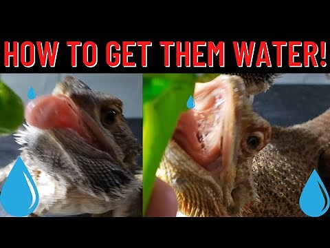 HOW TO GET BEARDED DRAGONS TO DRINK WATER | THE BEST WAYS!