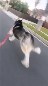 Siberian Husky running full speed