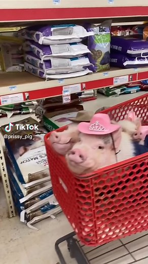 Prissy and Pop on TikTok