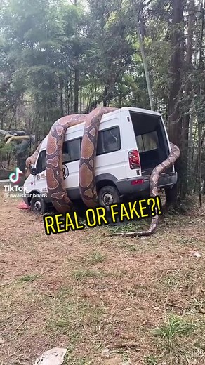 Is the Snake Wrapped Around the Van Real or Fake?