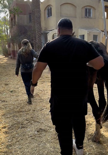 Heartwarming Horse Rescue Stories You Need to See