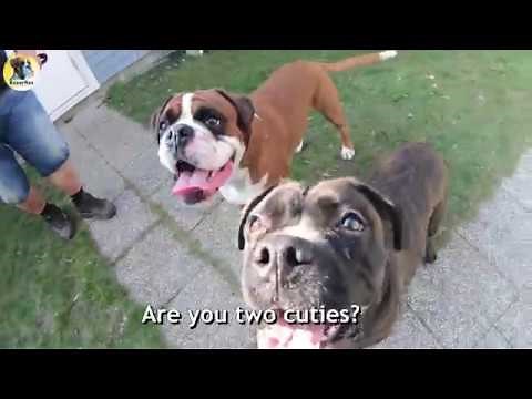 Rex Meet Cane Corso/Boxer Mix Freia For The First Time 😍