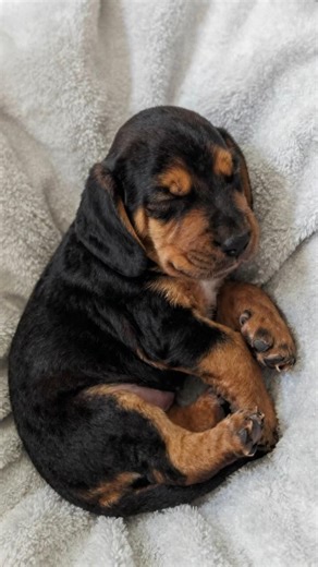 Hound Puppies 🐶 Long Ears & Cute Faces!