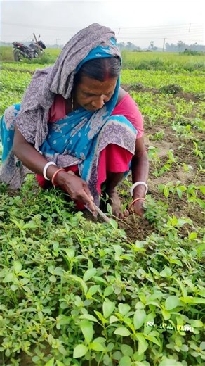 Old Lady Farmer Weeding Jute Field | Village Farming Life India #shorts