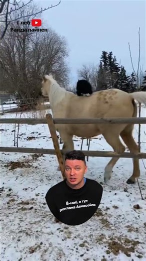 Лошади и Коты 😻 Дружба навеки