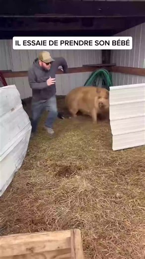 Cette scène cache une vérité … #animaux #vegan