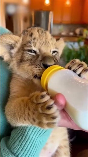 A Lion Cub Finds Love And Home
