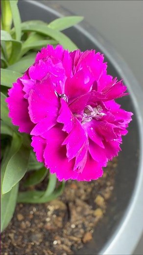 How to Grow Dianthus flower 🌺 Easy Tutorial! #shorts
