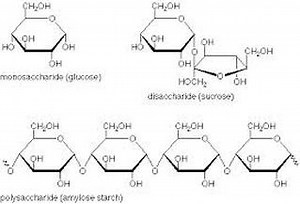 Macromolecules of Life