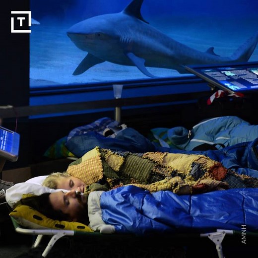Have a real night at the museum with this sleepover at the Natural History Museum. | Thrillist