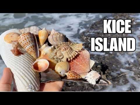 I found amazing shells on an island and there were so many good ones!