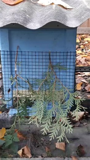 Les abeilles, le maillon central de notre biodiversité et de notre écosystème, se font littéralement exterminer par un prédateur sans limite qu'est le frelon asiatique. Sans ces trois réformes, un piégeage printemps automne soutenu par les communes, un matraquage médiatique digne du temps COVID et une déduction fiscale dans l'impôt des personnes physiques des factures d'intervention, notre santé publique en subira aussi les conséquences... A titre d'information, seul le piégeage est quelque peu 