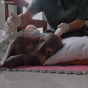 To przykra historia Budiego, orangutana, który został znaleziony w opłakanych warunkach w miejscu, które wywarło nieodwracalne skutkach konsekwencje w jego życiu. Jednak ci ratownicy zjawili się, aby mu pomóc i przywrócić mu życie, na jakie zasłużył. | Pozytywny