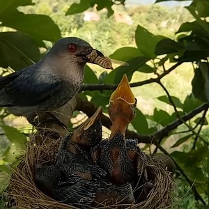 153K views · 10K reactions | Black drongo bird family #birds #nature #animals #photographer | Saving Birds | Facebook