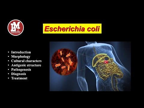 Escherichia coli (E. coli)