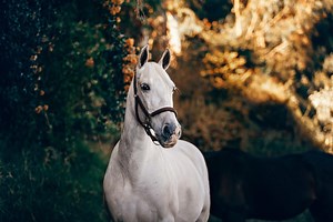 Make Money by Writing: Be Paid to Write About Pets and Animals on 15 Magazines and Websites in 2021-Part 2