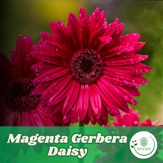200 Magenta Gerbera Daisy Seeds for Planting Jamesonii Flower Garden Beds and Containers - Etsy