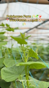 🥒🍂 . . #polyhouse #cucumber #farming #israel | Muppogam
