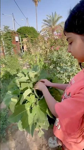 How to Care for a Young Fig Tree 🌿 | Easy Organic Gardening Tips #organicfarming