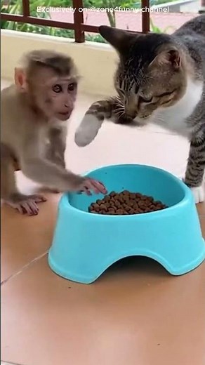 The funniest cat and monkey interaction video! Unbelievably funny moments.