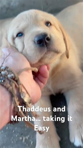 Labrador Retriever puppies; taking it easy after Too #cute #puppy #labrador #pets